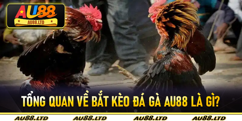 Tổng quan về Bắt kèo Đá Gà Au88 là gì?