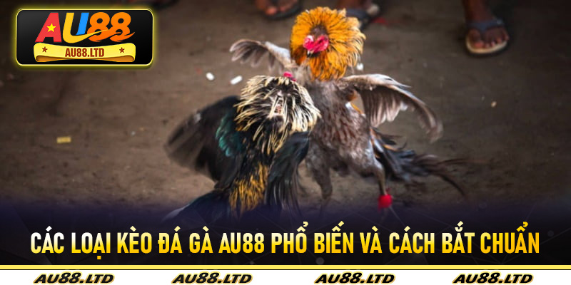 Các loại kèo Đá Gà Au88 phổ biến và cách bắt chuẩn