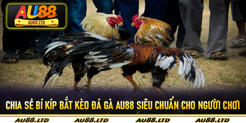 Chia sẻ bí kíp bắt kèo đá gà Au88 siêu chuẩn cho người chơi